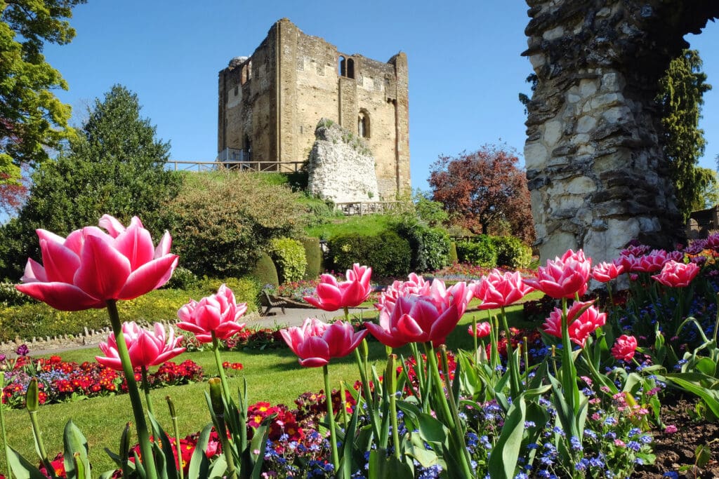 A medieval stone castle stands against a clear blue sky, surrounded by lush greenery and vibrant gardens. In the foreground, pink and white tulips bloom along newly laid driveways, amidst colorful flower beds, creating a vivid scene.